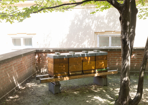 Honigbienen im MuseumsQuartier