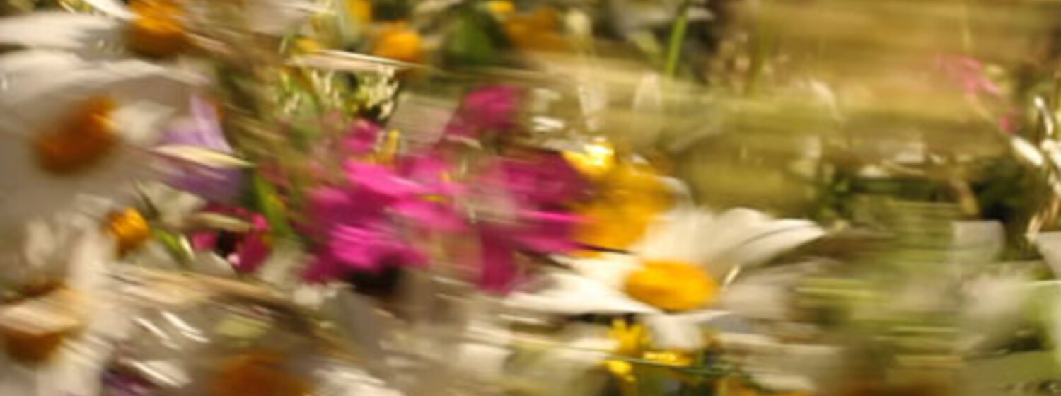 (c) "discoflower" von Markus Guschelbauer Markus Guschelbauer: disco nature