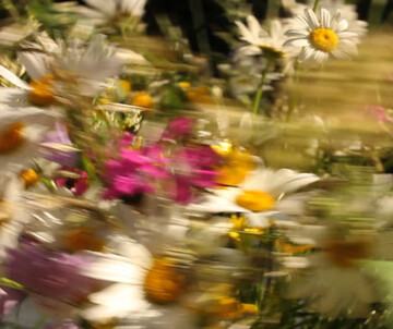 (c) "discoflower" von Markus Guschelbauer Markus Guschelbauer: disco nature