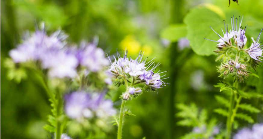 Meadow Dreams
