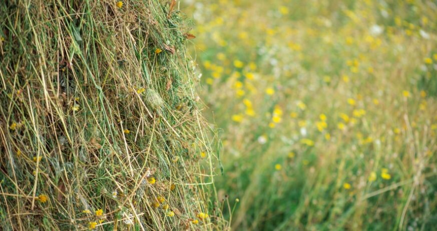 Anita Fuchs: Wiesenstück