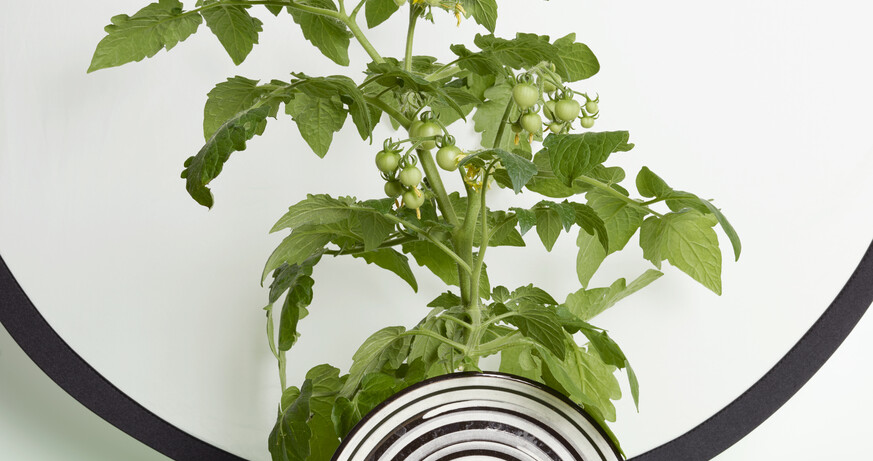 Sonntagsführung: Annette Kelm. Tomato Target