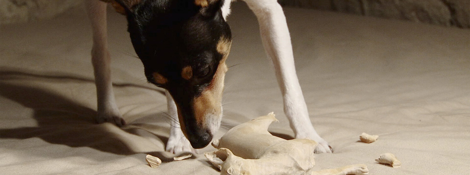 © Mai Yamashita + Naoto Kobayashi Mai Yamashita + Naoto Kobayashi (JPN): Ein Hund und Holzskulpturen