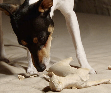 © Mai Yamashita + Naoto Kobayashi Mai Yamashita + Naoto Kobayashi (JPN): Ein Hund und Holzskulpturen
