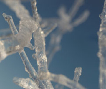 Ice Tree