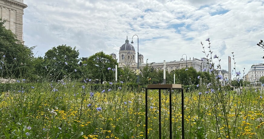 Anita Fuchs: Meadows vernissage
