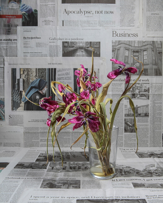 Tulips. 16,387 / 418,169. March 24th.