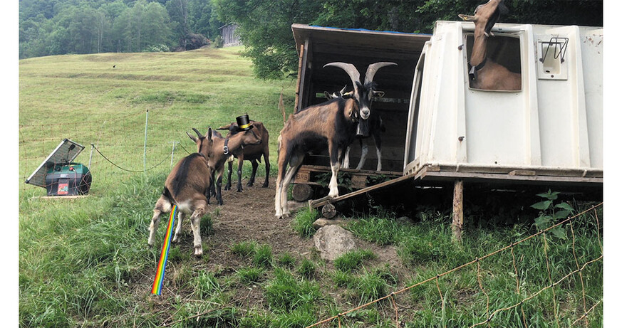 Claudia Larcher: #POSTALPS