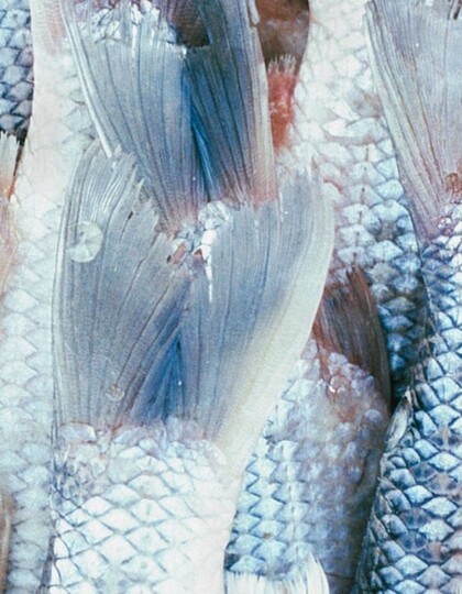 Unerwartete Fische auf schönen Dächern