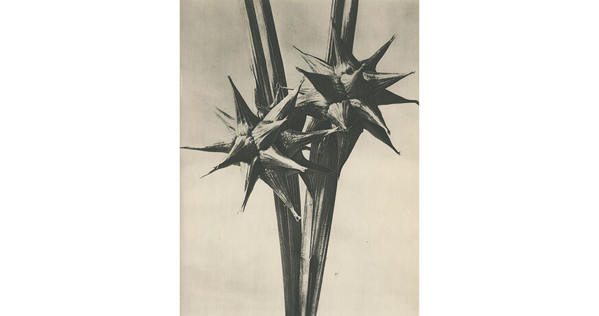 Picturing Nature: A Spotlight on the SpallArt Collection