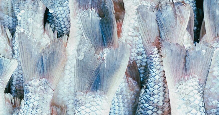 Unerwartete Fische auf schönen Dächern