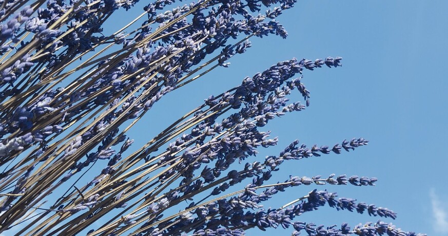 TONSPUR B Kristina Warren: Lavender Lauds