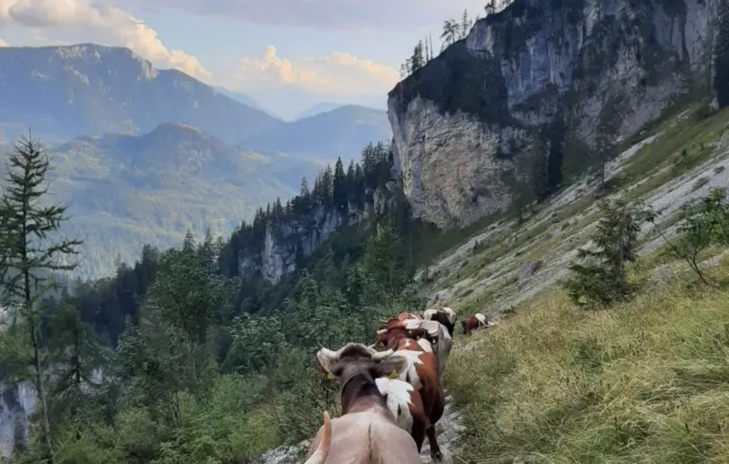 Am Grundlsee im steirischen Salzkammergut gibt es noch 26 viehhaltende Betriebe – halb so viele wie Mitte der 1990er-Jahre. Um weitere Schließungen zu verhindern, wurde 2020 der Landschaftspflegefonds ins Leben gerufen, der Landwirt:innen finanziell unterstützt. © Foto: Franz Steinegger