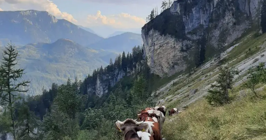 © Foto: Franz Steinegger Kombiführung: Land und Leute, Kühe und Wölfe