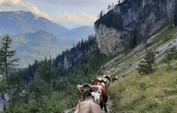 © Foto: Franz Steinegger Am Grundlsee im steirischen Salzkammergut gibt es noch 26 viehhaltende Betriebe – halb so viele wie Mitte der 1990er-Jahre. Um weitere Schließungen zu verhindern, wurde 2020 der Landschaftspflegefonds ins Leben gerufen, der Landwirt:innen finanziell unterstützt. © Foto: Franz Steinegger