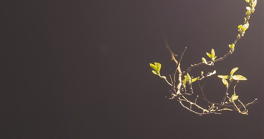 Chiara Bals: A Root, a Limb, a Cord