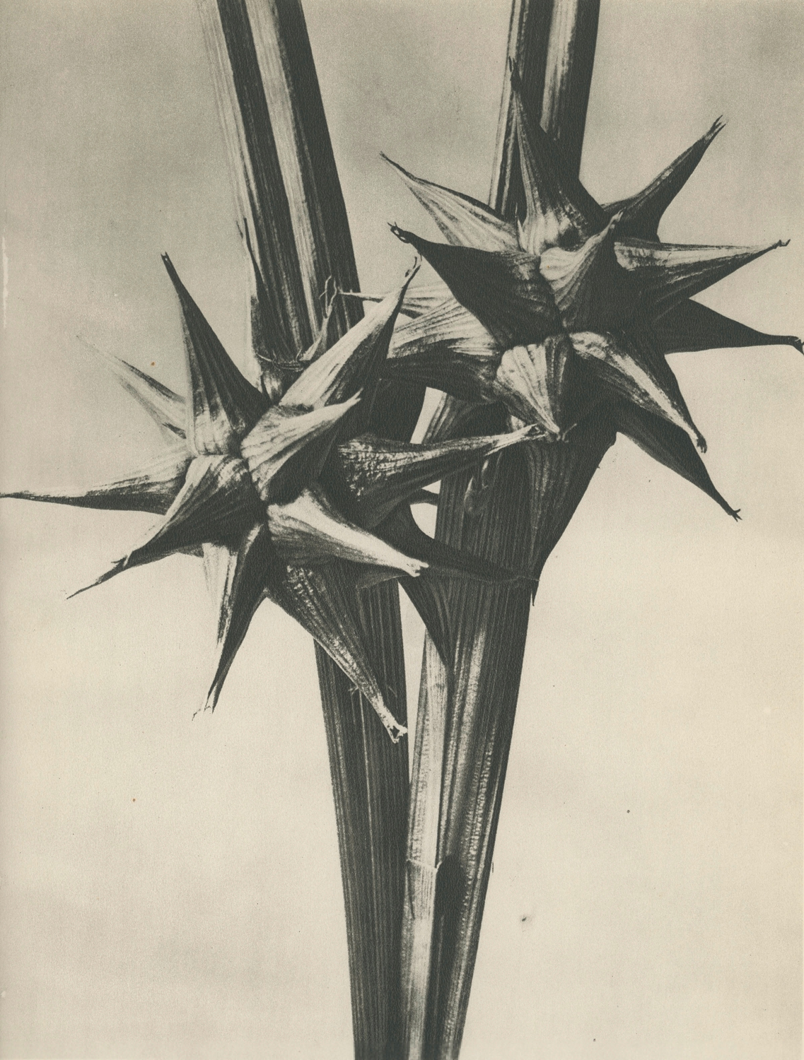 Carex grayi. Riedgras, Segge. Fruchtform in 5-facher Vergrößerung aus dem Buch Wundergarten der Natur, ca. 1900/1928