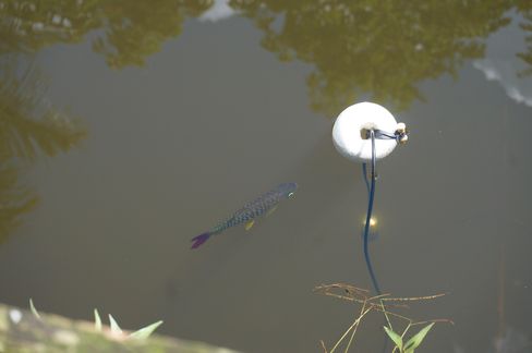 Fish swimming underwater next to a white buoy with a metal handle.