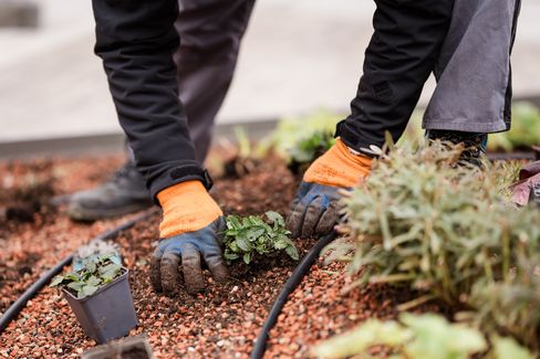 Gärtner pflanzt eine kleine Pflanze in rotem Kies, trägt orange Handschuhe.