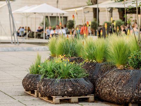 Modular plant balls called MQ TreePods on pallets in the courtyard