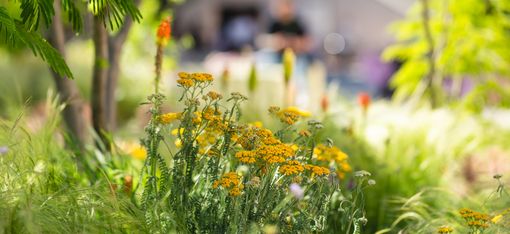 Gelbe Blüten und grüne Gräser im Vordergrund vor unscharfem Hintergrund mit Baum und Gebäudefassade