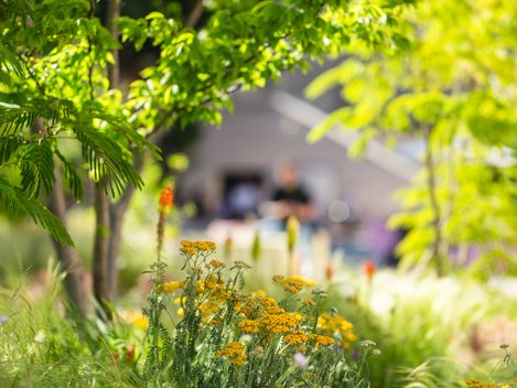 Grüne Baumkrone und gelbe Blüten in einem Garten mit unscharfem Hintergrund.