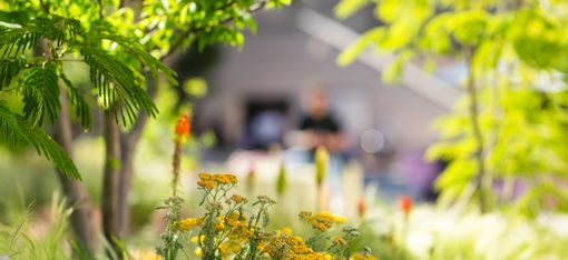 Grüne Baumkrone und gelbe Blüten in einem Garten mit unscharfem Hintergrund.