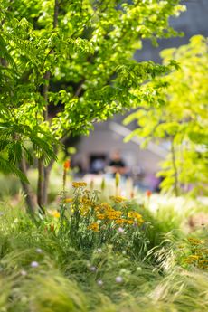 Gelbe Blüten und grüne Gräser im Vordergrund vor unscharfem Hintergrund mit Baum und Gebäudefassade