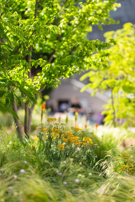 Green tree canopy and yellow flowers in a garden with a blurred background.