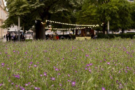Meadow with small purple flowers in the foreground and string lights hanging between trees in a park background