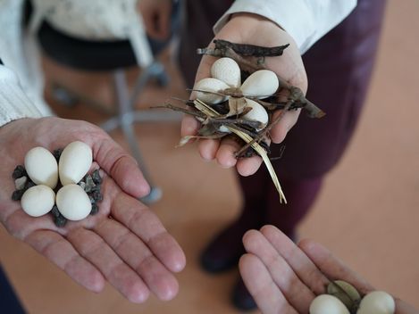 Three hands each holding small groups of white eggs and dry twigs.