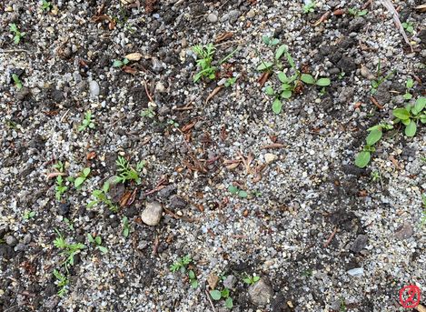 Gravelly soil with small green plants and scattered stones.