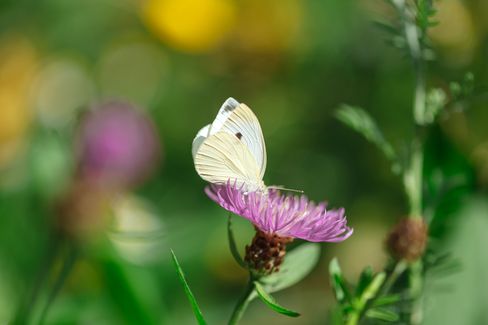 Close-up of a white butterfly resting on a purple flower, with a softly blurred green background.