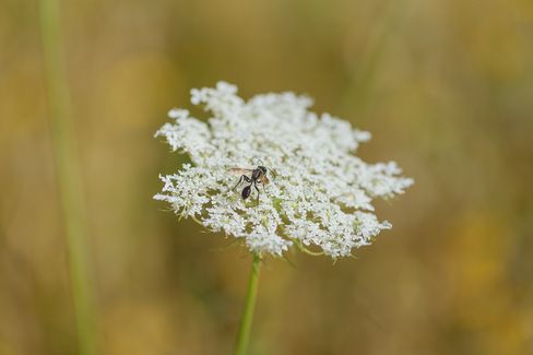 Close-up of a small black ant on a white flower cluster against a warm, blurred background.