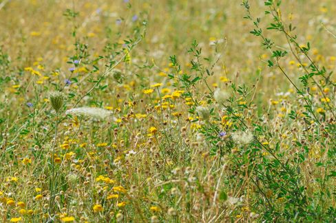 Natural meadow landscape with yellow wildflowers, dry grasses, and scattered green plants in warm sunlight.