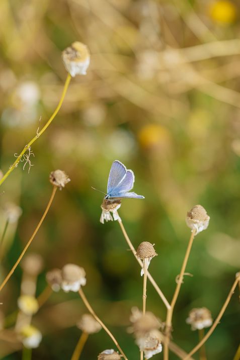 Close-up of a butterfly sitting on a flower