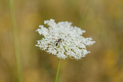 Close-up of a small black ant on a white flower cluster against a warm, blurred background.