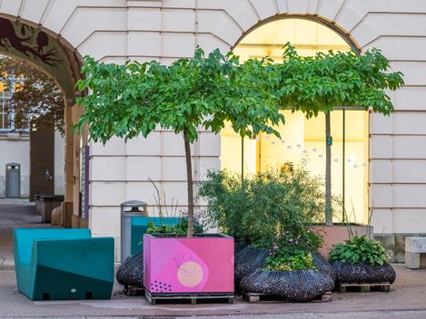 Several trees and plants in urban planters in front of a light building with an arched window