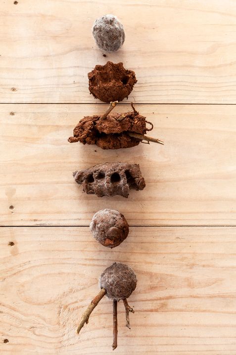 Mehrere unterschiedliche Nester und Kokons aus natürlichen Materialien liegen in einer Reihe auf hellem Holz.