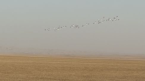 Wide flat landscape with dry ground and a flock of birds flying in the sky.