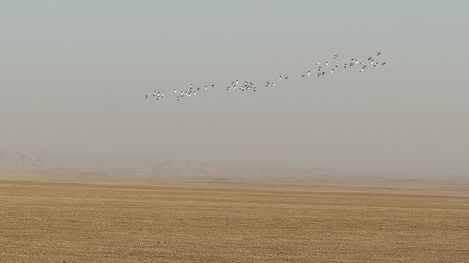 Wide flat landscape with dry ground and a flock of birds flying in the sky.