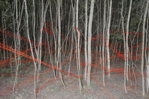 Forest with thin trees and red threads stretched across the trunks.
