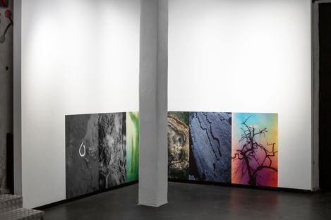 Two large photographs on white gallery walls showing natural textures and a tree with a colorful background.