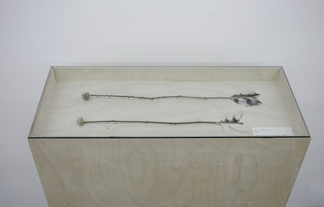 Two dried rose stems with thorns and flower heads lie side by side in a glass display case on a light wooden pedestal.