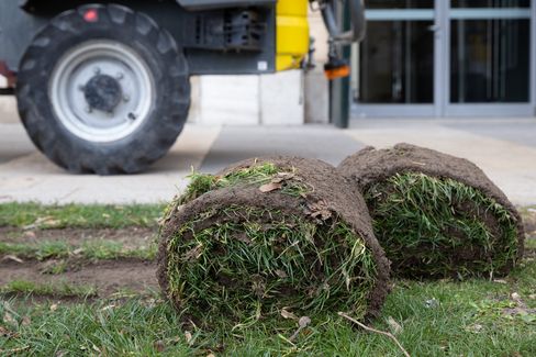 Two rolls of sod are lying on the lawn, with a yellow construction vehicle in the background.