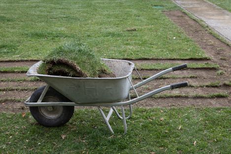 Wheelbarrow with rolled turf on a lawn.