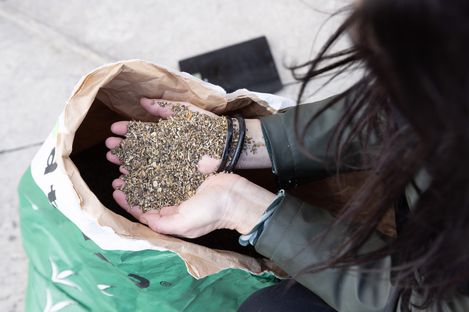 Person hält eine Handvoll Samen aus einer offenen grünen Tüte.