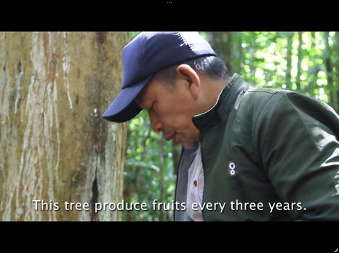 Man wearing a baseball cap and jacket standing next to a tree in a forest with the text "This tree produce fruits every three years."