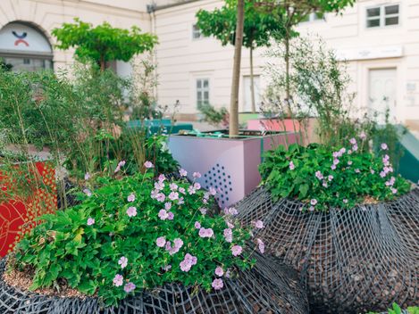 Flower beds with pink blossoms and small trees in an urban courtyard with light-colored buildings in the background