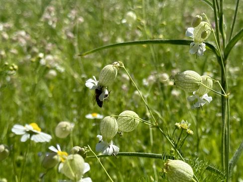 Bee gathering nectar from white daisies beside ribbed green seed pods in a sunlit wildflower field.